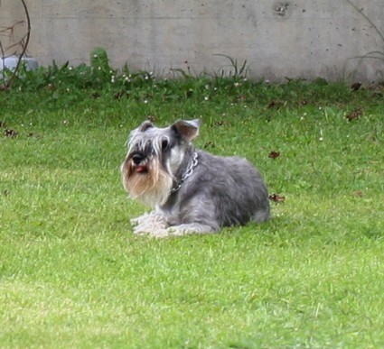 Peppersdegabritho Zwergschnauzer / Miniature Schnauzer