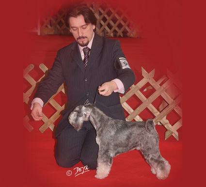 Peppersdegabritho Zwergschnauzer / Miniature Schnauzer