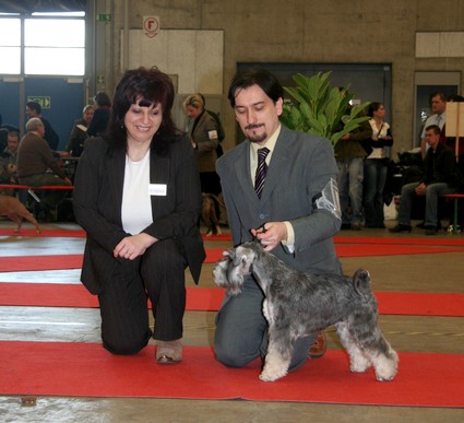 Krawuzi Peppersdegabritho: Peppersdegabritho - Zwergschnauzer / Miniature Schnauzer