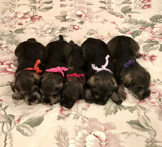 Peppersdegabritho Zwergschnauzer / Miniature Schnauzer