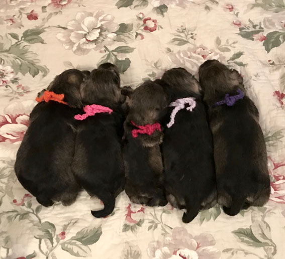 Peppersdegabritho Zwergschnauzer / Miniature Schnauzer