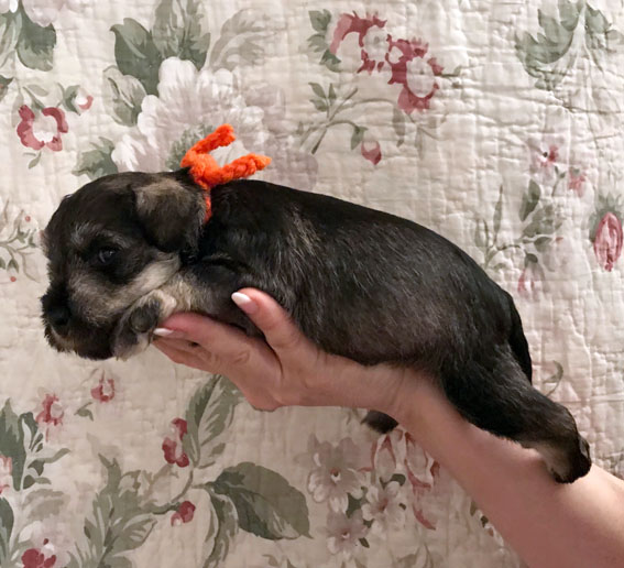 Peppersdegabritho Zwergschnauzer / Miniature Schnauzer