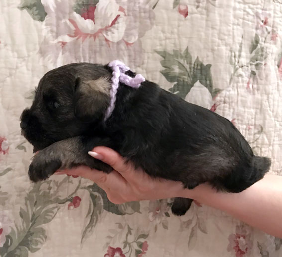 Peppersdegabritho Zwergschnauzer / Miniature Schnauzer