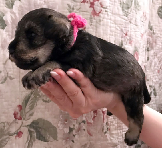 Peppersdegabritho Zwergschnauzer / Miniature Schnauzer