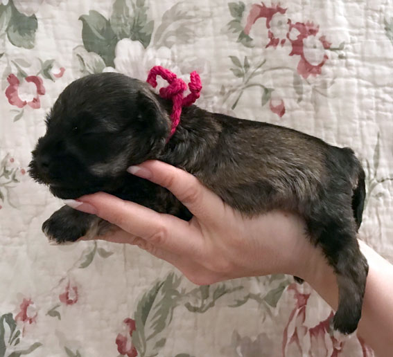 Peppersdegabritho Zwergschnauzer / Miniature Schnauzer
