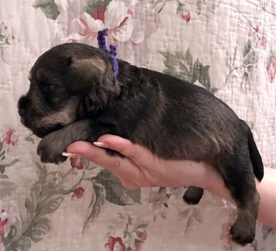 Peppersdegabritho Zwergschnauzer / Miniature Schnauzer