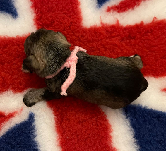 C-Wurf Peppergabito Zwergschnauzer Peppergabito Zwergschnauzer
