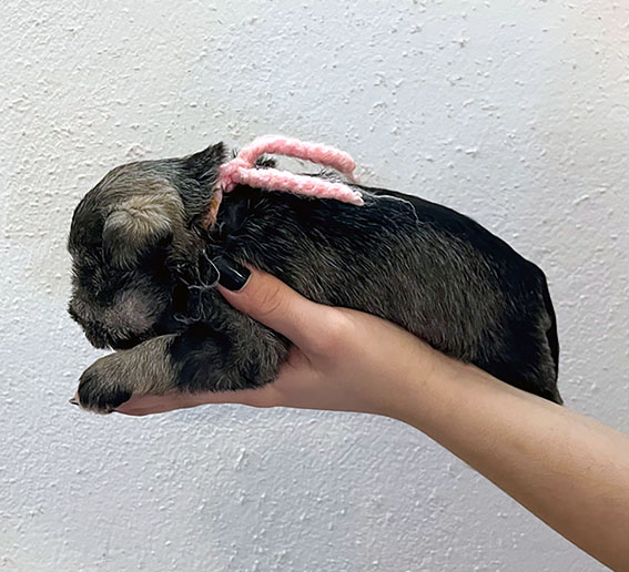 Peppergabito Devious Maid PPeppergabito Zwergschnauzer