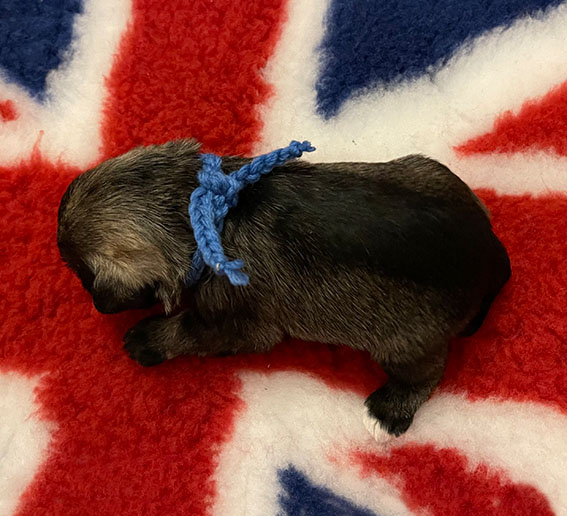 C-Wurf Peppergabito Zwergschnauzer Peppergabito Zwergschnauzer