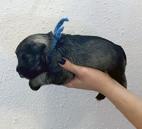 Peppergabito Drop Dead Diva Peppergabito Zwergschnauzer