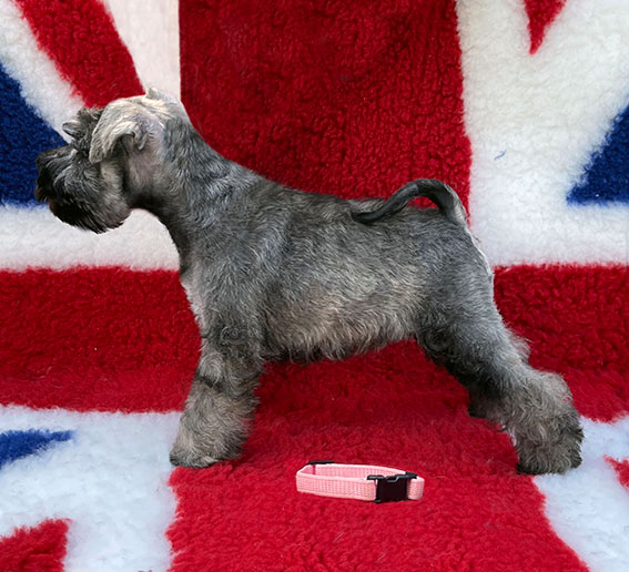 Peppergabito Devious Maid Peppergabito Zwergschnauzer
