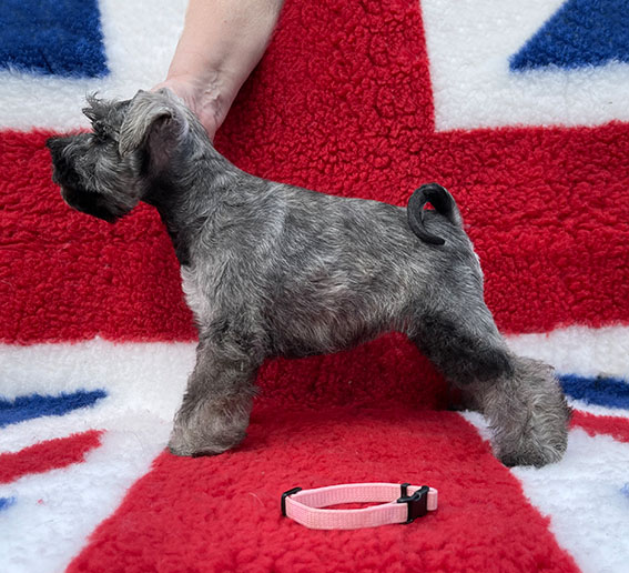 Peppergabito Devious Maid Peppergabito Zwergschnauzer