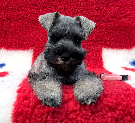 Peppergabito Devious Maid Peppergabito Zwergschnauzer