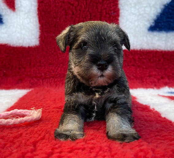 Peppergabito Devious Maid Peppergabito Zwergschnauzer
