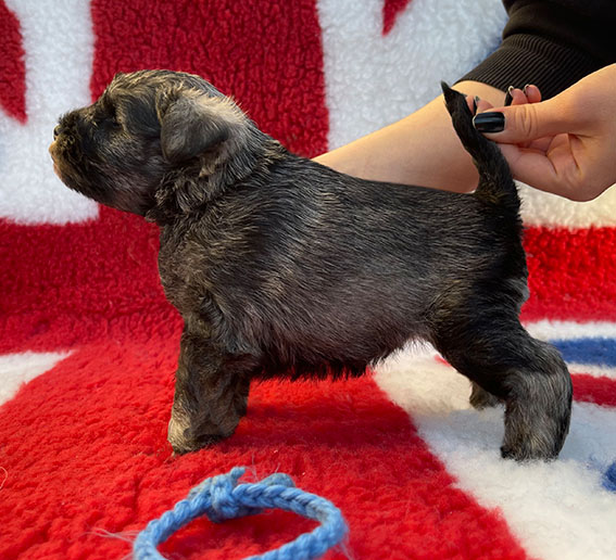 Peppergabito Drop Dead Diva Peppergabito Zwergschnauzer