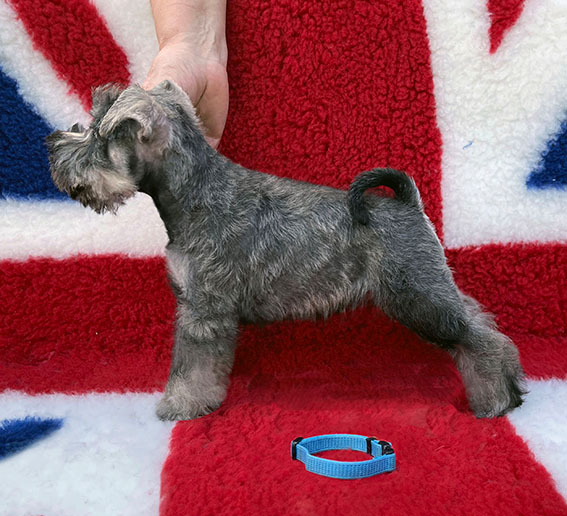 Peppergabito Drop Dead Diva Peppergabito Zwergschnauzer