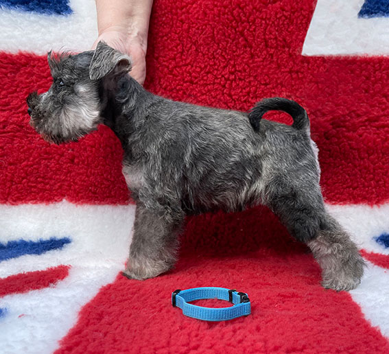 Peppergabito Drop Dead Diva Peppergabito Zwergschnauzer