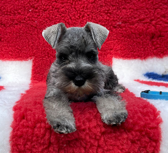 Peppergabito Drop Dead Diva Peppergabito Zwergschnauzer