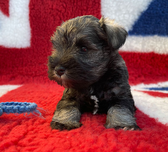 Peppergabito Drop Dead Diva Peppergabito Zwergschnauzer