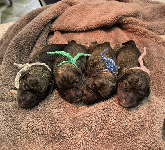 C-Wurf Peppergabito Zwergschnauzer Peppergabito Zwergschnauzer