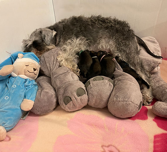 C-Wurf Peppergabito Zwergschnauzer Peppergabito Zwergschnauzer