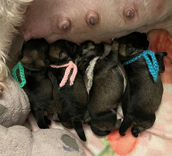 C-Wurf Peppergabito Zwergschnauzer Peppergabito Zwergschnauzer