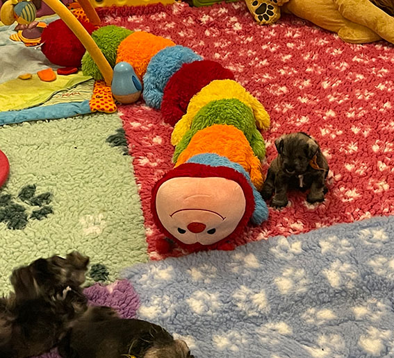 Peppergabito Zwergschnauzer