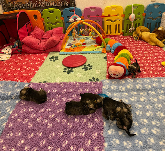 Peppergabito Zwergschnauzer