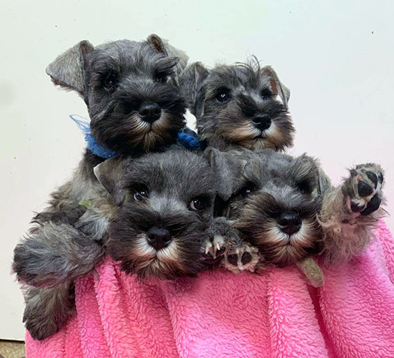 Peppergabito Zwergschnauzer
