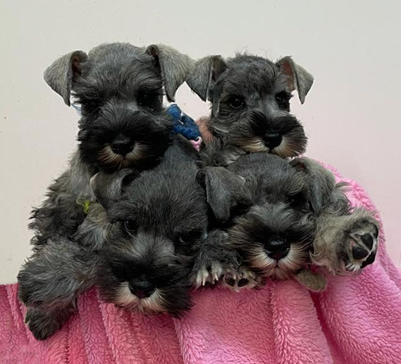 Peppergabito Zwergschnauzer