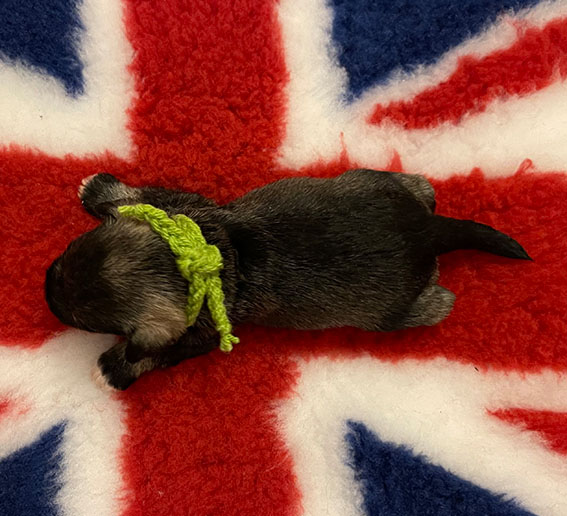 C-Wurf Peppergabito Zwergschnauzer PPeppergabito Zwergschnauzer