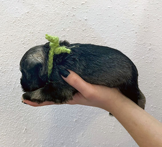 Peppergabito Dark Angel Peppergabito Zwergschnauzer