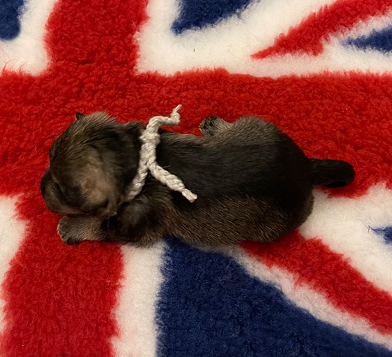 C-Wurf Peppergabito Zwergschnauzer Peppergabito Zwergschnauzer