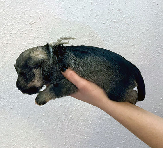 Peppergabito Dark Matter Peppergabito Zwergschnauzer