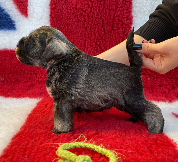 Peppergabito Dark Angel Peppergabito Zwergschnauzer