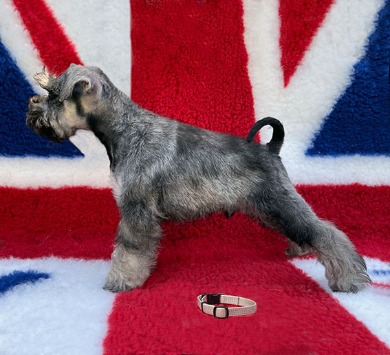 Peppergabito Dark Matter Peppergabito Zwergschnauzer
