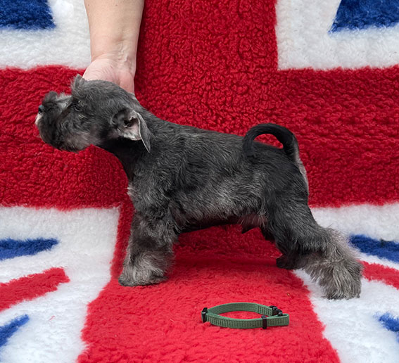 Peppergabito Dark Angel Peppergabito Zwergschnauzer