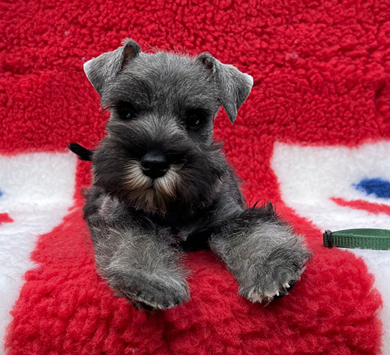 Peppergabito Dark Angel Peppergabito Zwergschnauzer