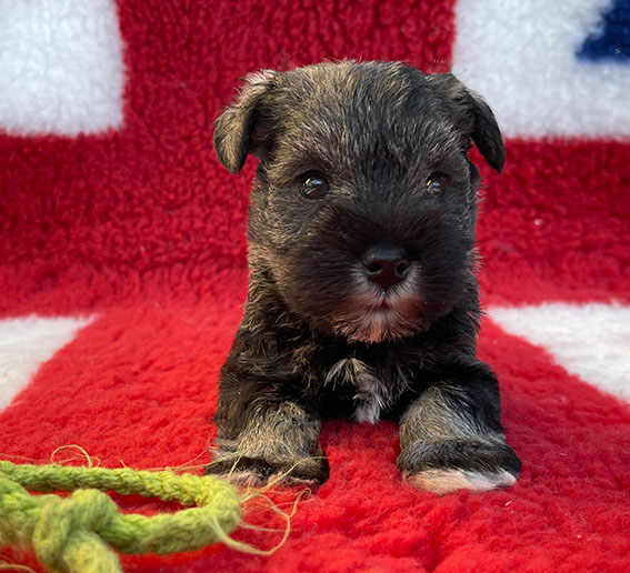 Peppergabito Dark Angel Peppergabito Zwergschnauzer