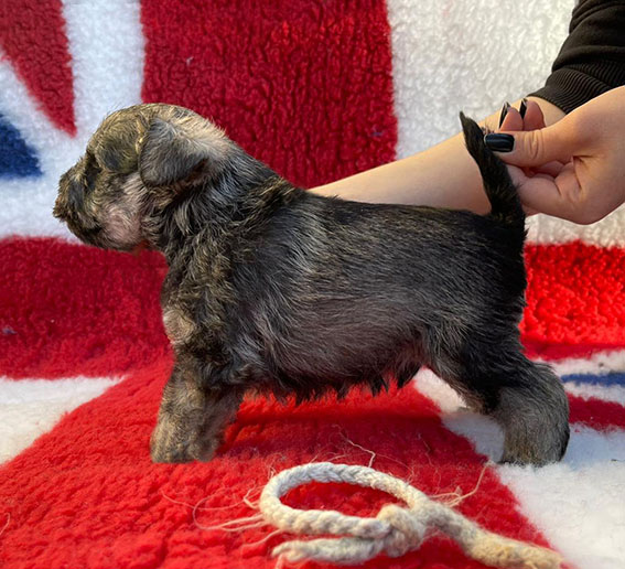Peppergabito Dark Matter Peppergabito Zwergschnauzer