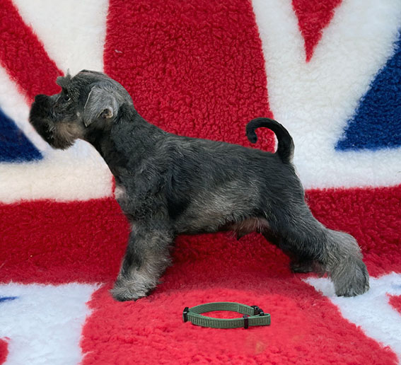 Peppergabito Dark Angel Peppergabito Zwergschnauzer