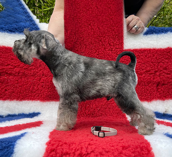 Peppergabito Dark Matter Peppergabito Zwergschnauzer