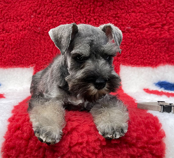 Peppergabito Dark Matter Peppergabito Zwergschnauzer