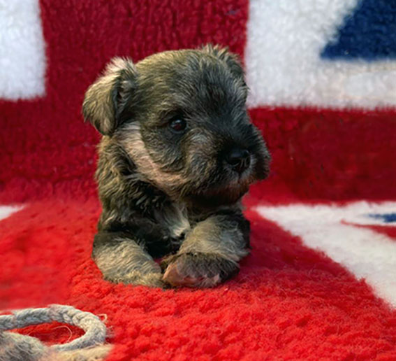 Peppergabito Dark Matter Peppergabito Zwergschnauzer