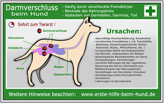 Peppersdegabritho Zwergschnauzer