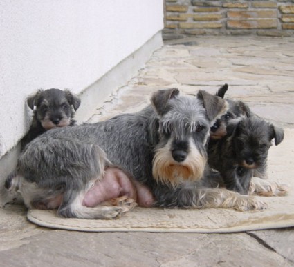 Granada De GabriTho: Peppersdegabritho - Zwergschnauzer / Miniature Schnauzer
