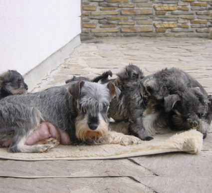 Granada De GabriTho: Peppersdegabritho - Zwergschnauzer / Miniature Schnauzer