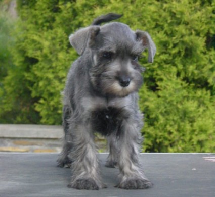 Granada De GabriTho: Peppersdegabritho - Zwergschnauzer / Miniature Schnauzer