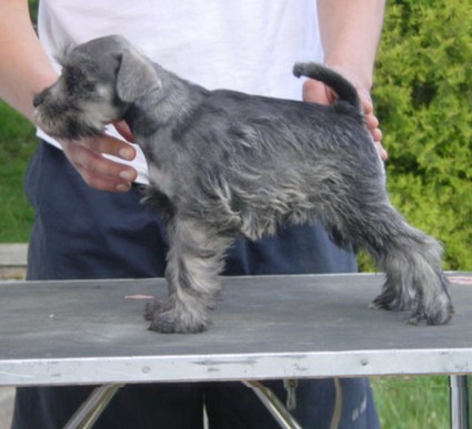 Granada De GabriTho: Peppersdegabritho - Zwergschnauzer / Miniature Schnauzer