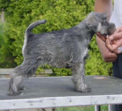 Granada De GabriTho: Peppersdegabritho - Zwergschnauzer / Miniature Schnauzer